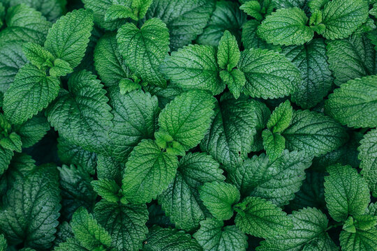 Melissa Officinalis