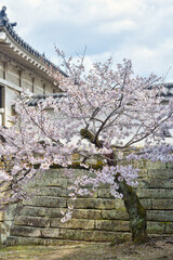 姫路城の桜