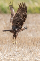 red tailed hawk