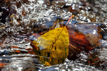 Fototapeta na wymiar Colorful leaves from trees in a stream