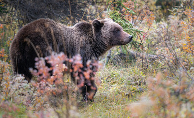 Grizzly bear in the wild