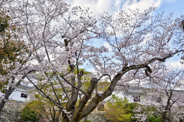 姫路城の桜