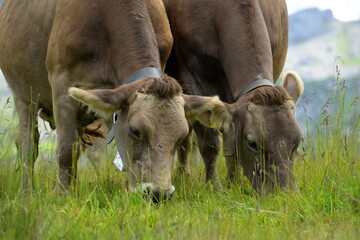 Schweizer Braunvieh auf der Almweide