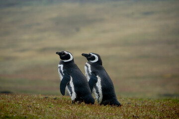 Obraz premium Manchots de Magellan des Malouines