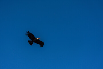 Low angle view of andean condor (vultur gryphus) flying against blue sky