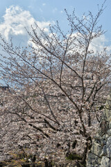 姫路城の桜