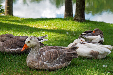Geese resting on the grass