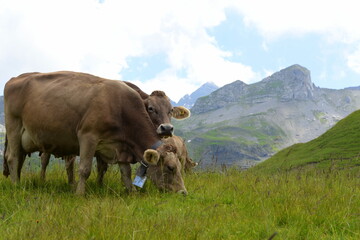 Schweizer Braunvieh auf der Almweide
