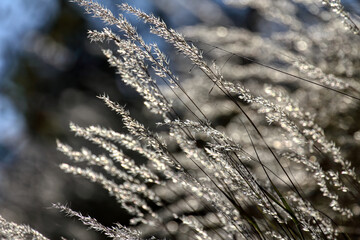 The sunlit grass. Golden spikelets of grass. 
