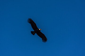 Low angle view of andean condor (vultur gryphus) flying against blue sky