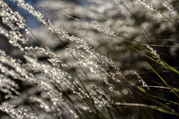 The sunlit grass. Golden spikelets of grass. 