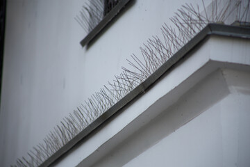 Bird control spike on the facade of a building in the city