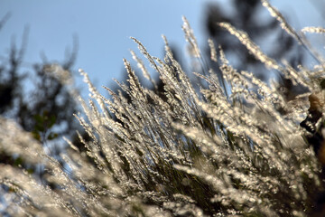 The sunlit grass. Golden spikelets of grass. 