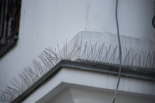 Bird control spike on the facade of a building in the city