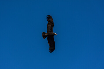 Low angle view of andean condor (vultur gryphus) flying against blue sky