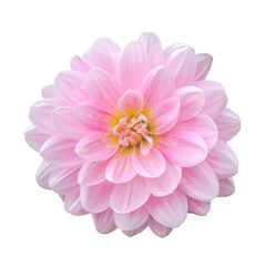 Isolated Pink Dahlia Flower