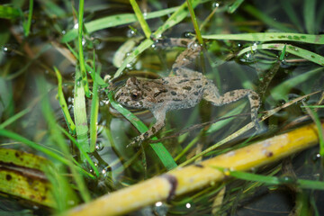 The European red-bellied toad (lat. Bombina bombina), of the family Bombinatoridae.
