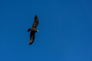 Low angle view of andean condor (vultur gryphus) flying against blue sky