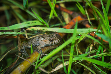 The European red-bellied toad (lat. Bombina bombina), of the family Bombinatoridae.