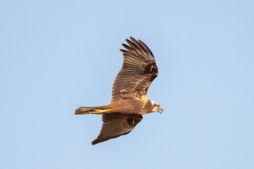 red tailed hawk