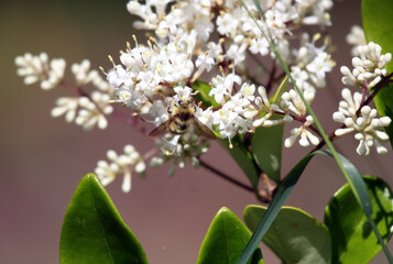 Bee and white flowers