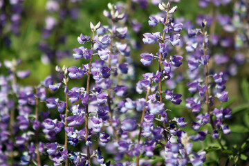 Purple flowers from the summer garden