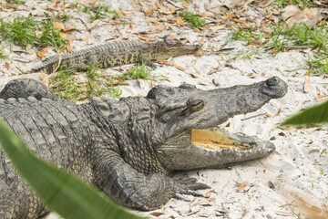 Portrait of an alligator.  It is a large aquatic reptile that lives throughout the tropics in Africa, Asia, the Americas and Australia.