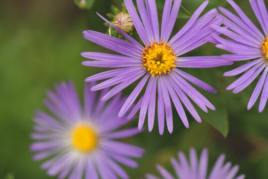 Fall Asters, a purple flower