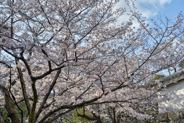 Obraz na płótnie Canvas 姫路城の桜