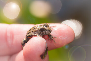 The European red-bellied toad (lat. Bombina bombina), of the family Bombinatoridae.