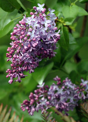 Fototapeta na wymiar Purple lilacs from spring garden