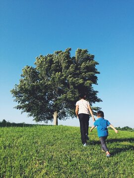 walk to the tree