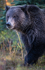 Grizzly bear in the wild