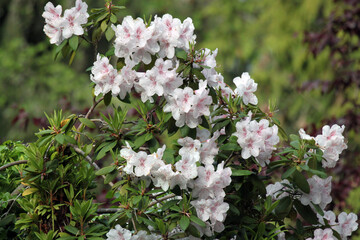 White and pink cherry and plum blossoms in the spring