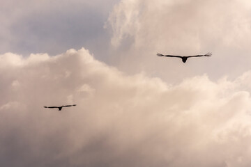 Low angle view of two andean condors (vultur gryphus) flying against against clouds in the sky