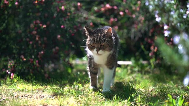 tabby white british shorthair cat walking towards camera looking on a sunny summer day outdoors in nature