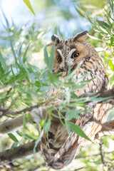 owl