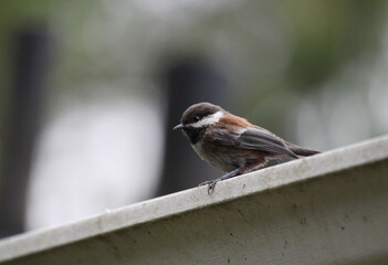 Chestnut backed chickadee perched on a rain gutter