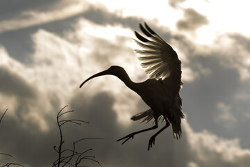 Fototapeta na wymiar An American white ibis in flight. It is a species of bird in the ibis family, Threskiornithidae.