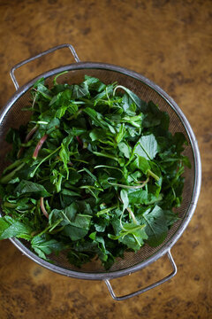 Colander full of fresh green edible leaves.
