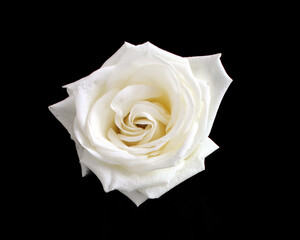 Single white rose bloom against black background