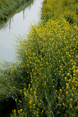 用水路の菜の花畑