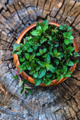 Mint  in small basket on natural wooden background, peppermint, selective focus, close up