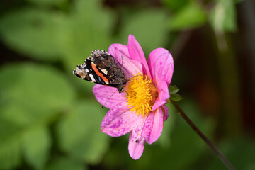 Close up Macro of admiral butterfly Pollinating British Wildflowers