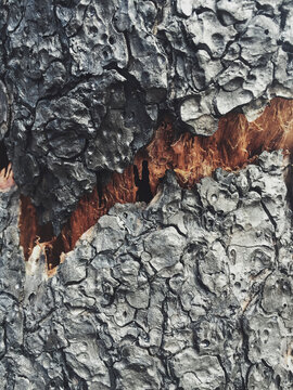 Close up of fire damaged evergreen tree, Cascades, WA, USA