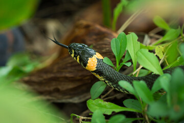 The grass snake (lat. Natrix natrix)