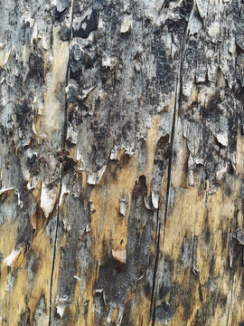 Close up of fire damaged evergreen tree, Cascades, WA, USA