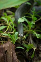 The grass snake (lat. Natrix natrix)