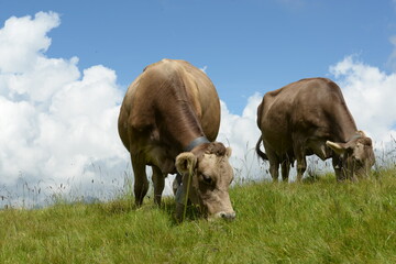 Schweizer Braunvieh auf der Almweide