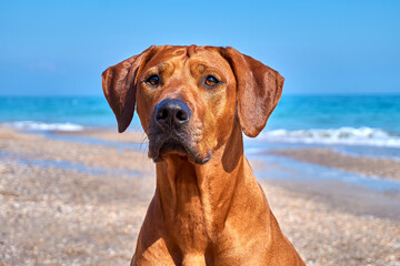 Dog portrait close up. Big brown dog at the seaside. Rhodesian ridgeback. Blue sea and sky...